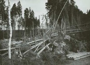Moritzburg-Radeberger Platte: Massenei bei Arnsdorf. Starke Sturmschäden im Kiefern- und Fichtenstangenbestand 4.VII.1929