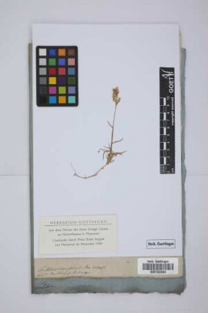 Trisetum brevifolium Roem. et Schult.