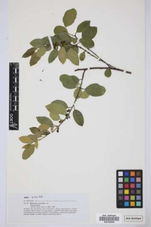 Rhamnus crenulata Ait.