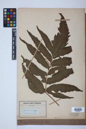 Aspidium martinicense Spreng.