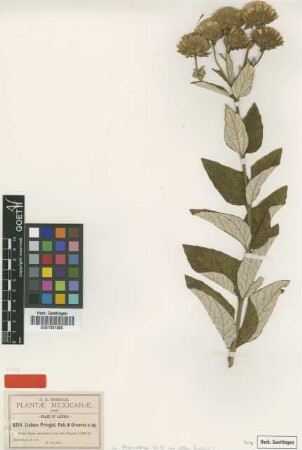 Liabum pringlei B.L.Rob. & Greenm. [type]