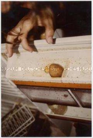 Hand greift nach einem vergammelten Ei in einem Kühlschrank (Altersgruppe 18-21)