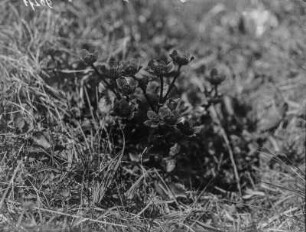 Sumpfdotterblume : Sumpfdotterblume (Caltha palustris Linnaeus)