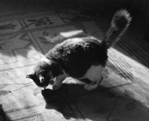 Gefleckte Katze auf einem Teppich