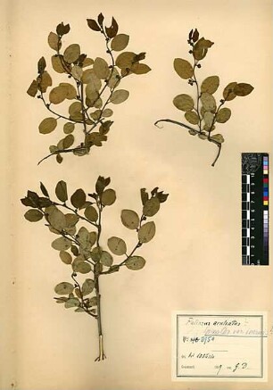Rhamnaceae Zizyphus Spina-Christi v. inermis Boissier, Edmond (1810 - 1885) [Daburir]