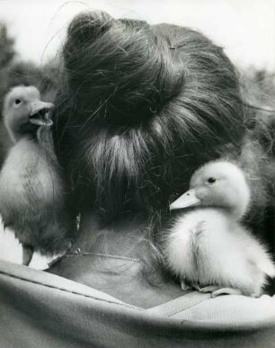 Fidi, die Frau des Fotografen, als Mutter zweier Entenküken. Sie fühlen sich auf der Schulter sichtlich wohl