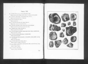 Tabula VIII, Textseite und Abbildungen Fig. 1. - Fig. 16. : Leitner, Johann Sebastian: Tabula VIII., Textseite und Abbildungen Fig. 1. - Fig. 16. Kupferstich; 34,3 x 26 cm (je Blattgröße). Aus: Klein, Jacob Theodor: Specimen descriptionis petrefactorum Gedanensium. Nürnberg: Seeligmännische Erben, 1770. Dresden: SLUB Geolog.115