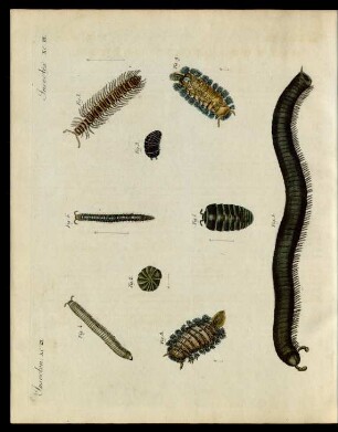 Merkwürdige Insecten.