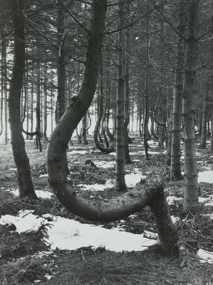 Glashütte, "Hexenwald" an der Straße nach Luchau. Fichtenbestand mit Randbruchschäden durch Schnee und Eis