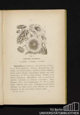 Fig. 6. Gaillardia grandiflora. 1. maxima. 2. superba. 3. Loiseli.