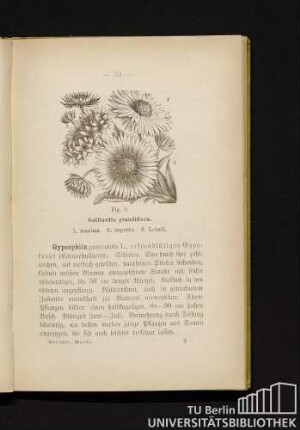 Fig. 6. Gaillardia grandiflora. 1. maxima. 2. superba. 3. Loiseli.