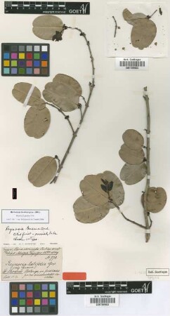 Reynosia latifolia Griseb.