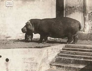 Dresden, Zoologischer Garten. Flusspferd (Hippopotamus amphibius) mit Jungen