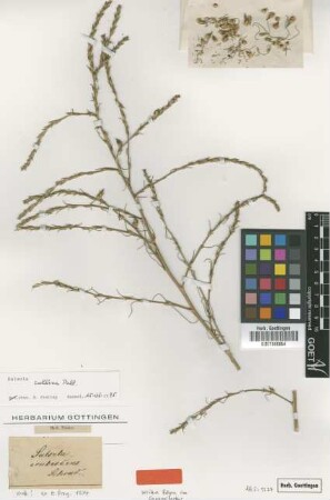 Salsola erubescens Schrad. [type]