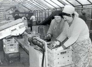 Möhrenernte in der Oberlausitz : Land- und Viehwirtschaft - Hackfruchternte. Ort: Hornja Łužica / Oberlausitz. Einbringen der Möhrenernte