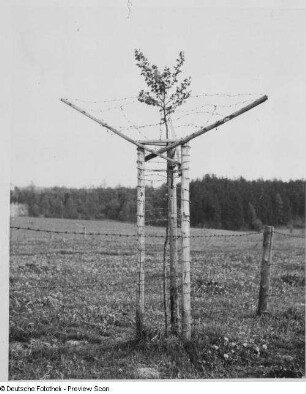 Schlegel bei Ostritz, Obstbaumschutz : Schlegel bei Ostritz. Hof von Richard Kunack. Obstbaumschutz in der Koppelumzäunung