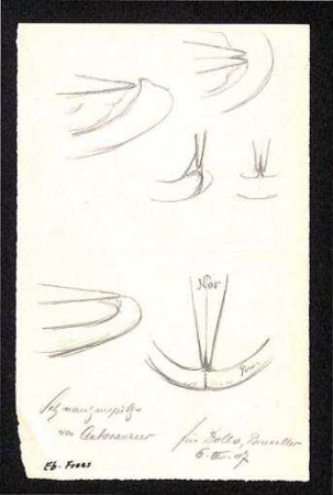 Skizzen einer Schnauzenspitze eines Aetosauriers