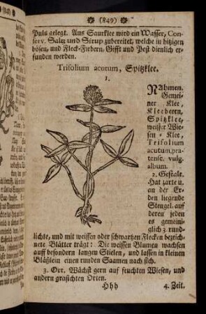 849-860, Trifolium acutum - Verbascum