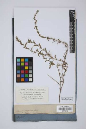 Myosotis marginata Bieb.