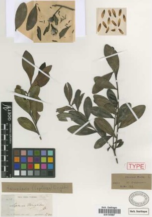 Haemocharis wrightii (Griseb.) M.Gómez
