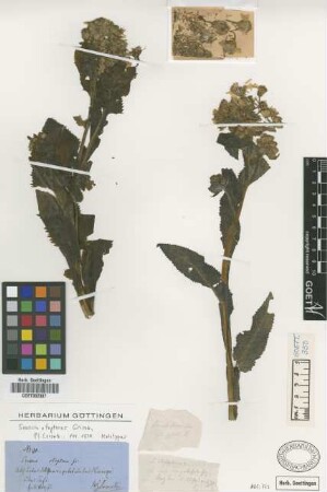Senecio otopterus Griseb. [type]