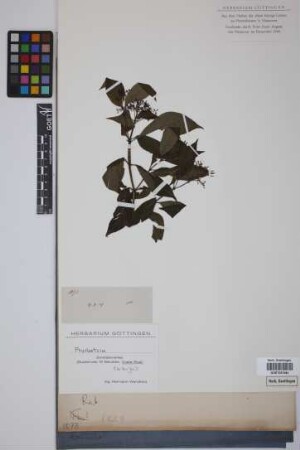 Psychotria