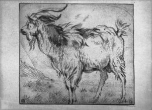 Ziege