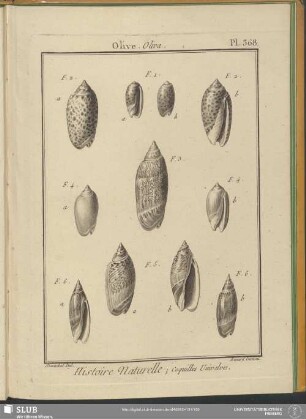 Pl. 368. Olive. Oliva
