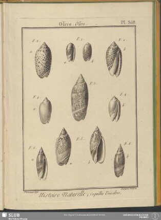 Pl. 368. Olive. Oliva