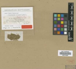 Leucobryum tenuifolium Sull. [isotype]