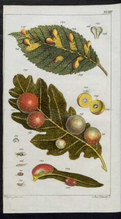 Taf. XVIII. [Fig.] 123. - [Fig.] 138.