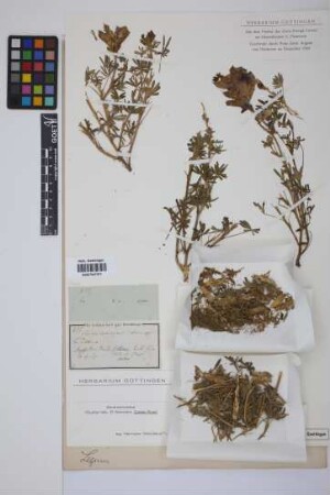 Lupinus aschenbornii S.Schauer