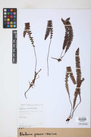 Blechnum penna-marina (Poir.) Kuhn