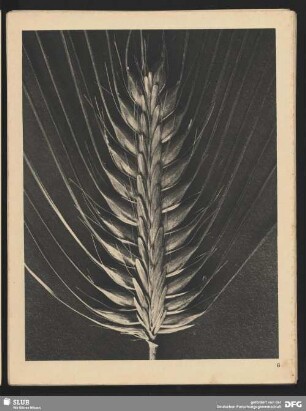 Hordeum distichum - Pfauen- oder Reisgerste (4mal vergrößert)