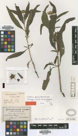 Wedelia chrysostephana Griseb. [holotype]