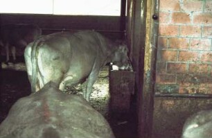 Fotografie: Trogtränke, Milchviehhaltung, Liegeboxenlaufstall