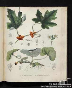 1. - 8. Bryonia alba. / 9. - 13. Asarum europaeum.