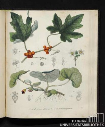 1. - 8. Bryonia alba. / 9. - 13. Asarum europaeum.