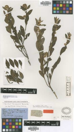 Baccharis tucumanensis Hook. & Arn. var. myrtilloides (Griseb.) Cabrera[lectotype]