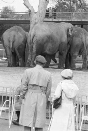 Elefanten im Karlsruher Zoo