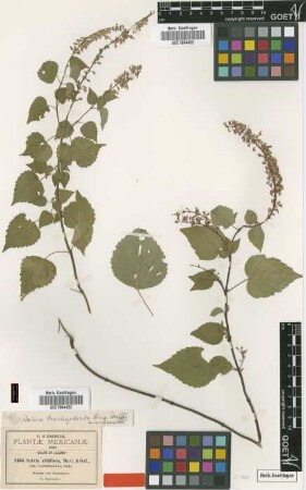 Salvia albiflora Mart. & Gal. var. A.Gray caerulescens
