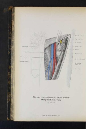 Fig. 101. Inguinalgegend, vierte Schicht. Hüftgelenk von vorn.