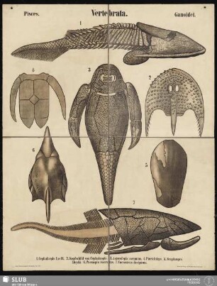 Tafel 35: Vertebrata : Pisces : Ganoidei