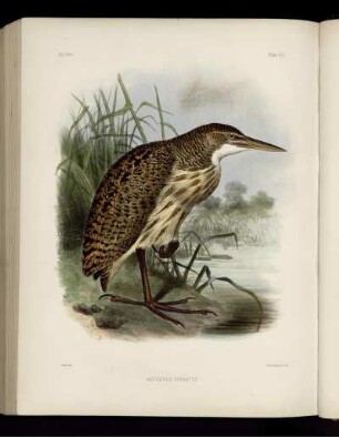 Plate XCI. Botaurus Pinnatus. [bis] Plate C. Merganetta Turneri.