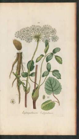 178. Laserpitium latifolium