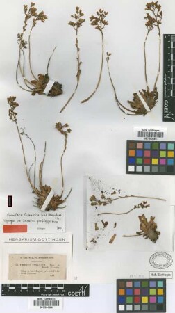 Umbilicus pestalozzae Boiss. [syntype]