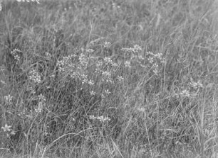 Moorsteinbrech : Moorsteinbrech (Saxifraga hiriculus Linnaeus).