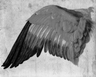 Flügel einer Nebelkrähe
