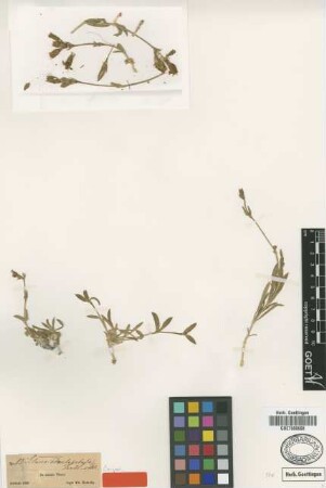 Silene odontopetala Fenzl [type]
