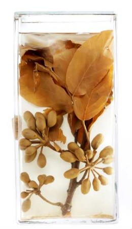 Cananga odorata (Lam.) Hook. f. et Thomson aus Peradeniya (Sri Lanka)